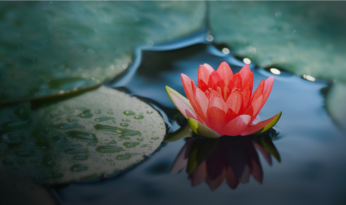 Responsive Image